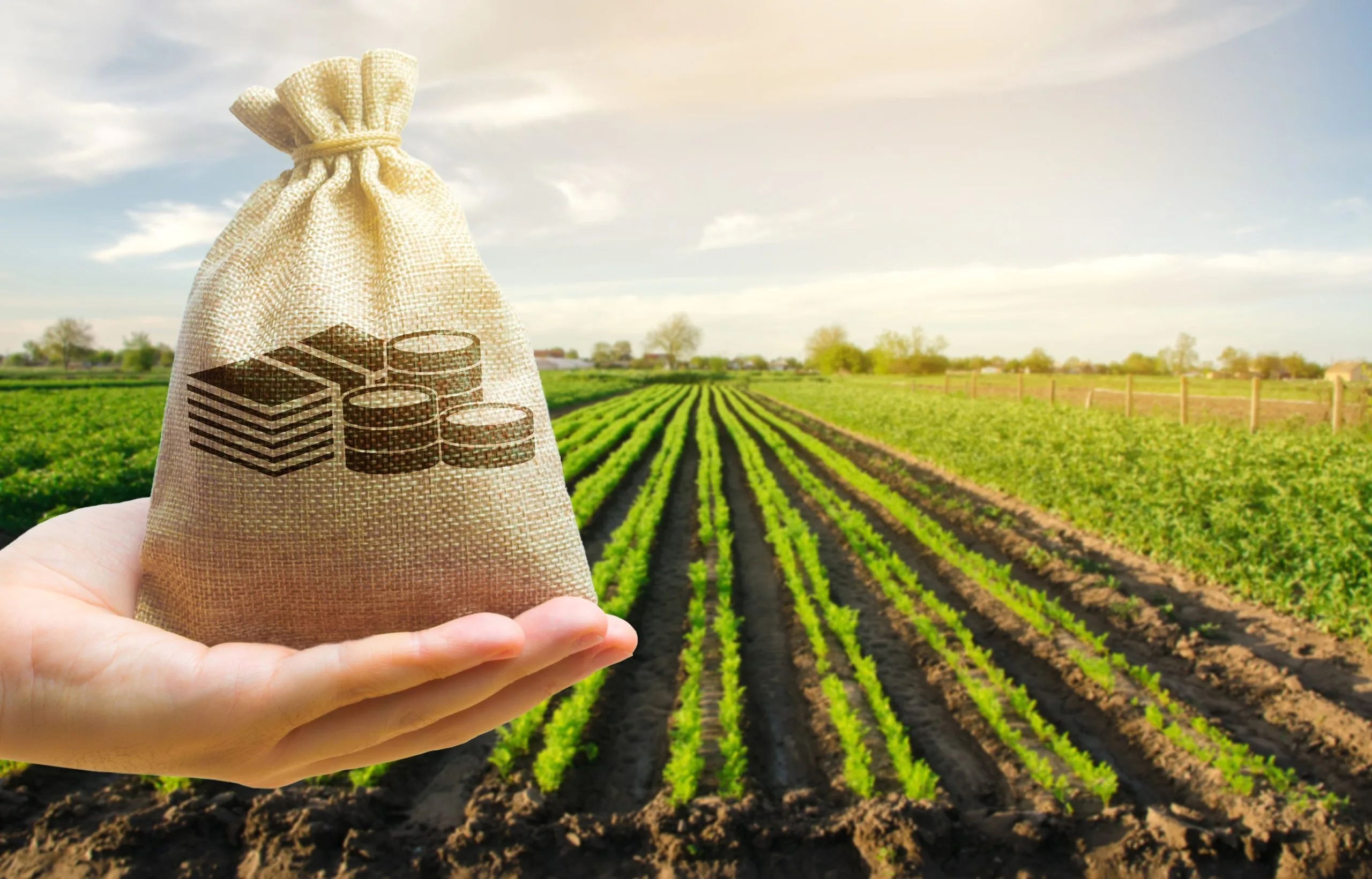 farmland plantation trees mango timber investment returns