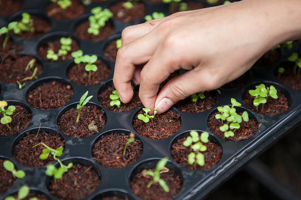 Eco-friendly managed farmland in India