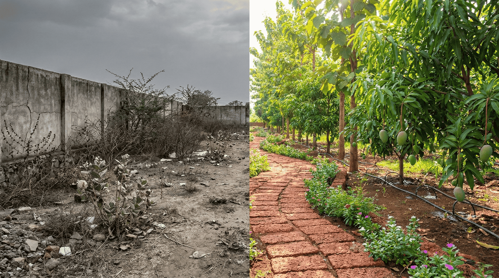 Comparing a barren vacant plot to a lush managed farmland North Bangalore eco-luxury retreat that generates tax-free income and secures a red sandalwood investment