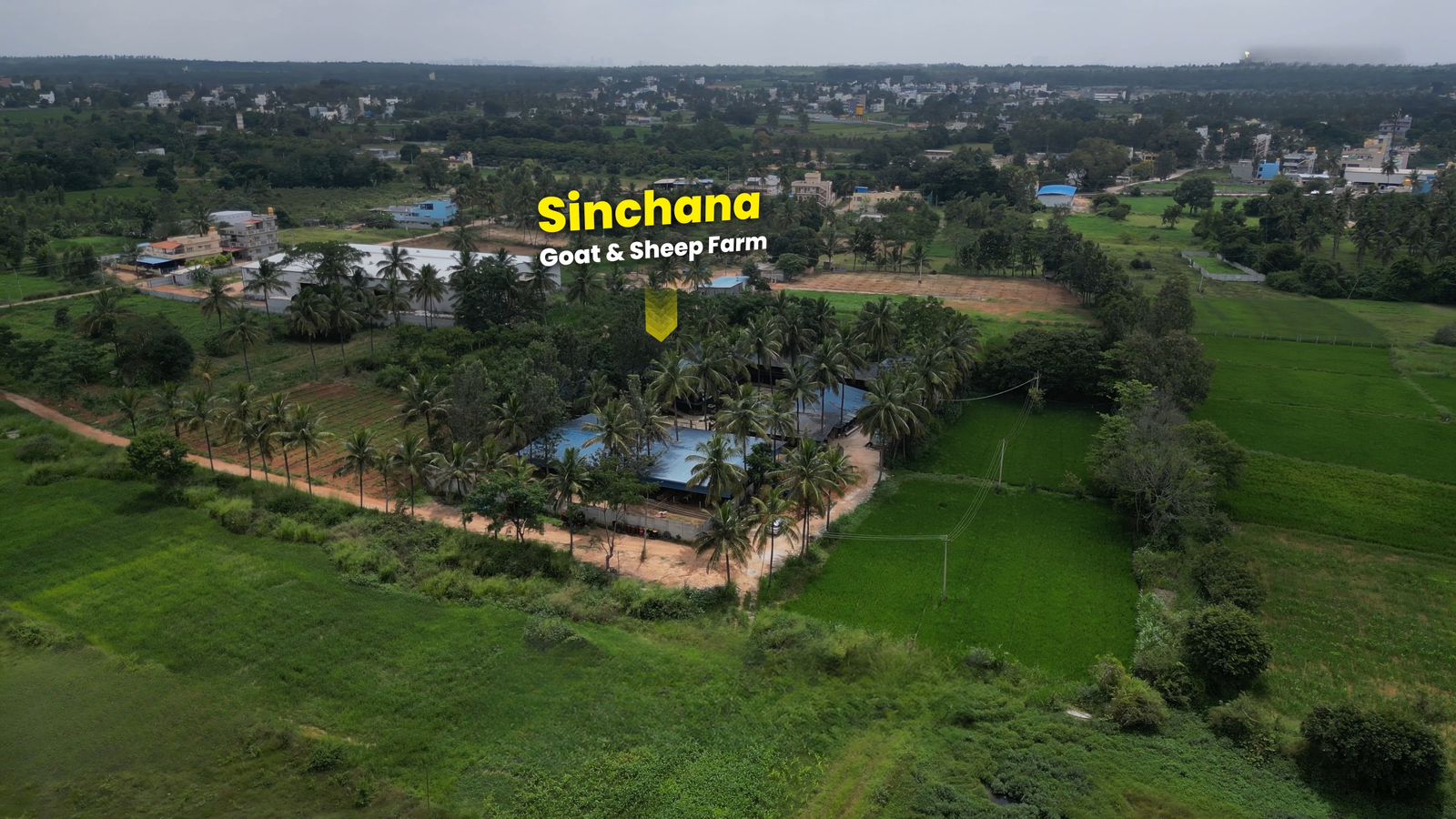 Sinchana Goat and Sheep Farm - The roots of our agricultural land expertise