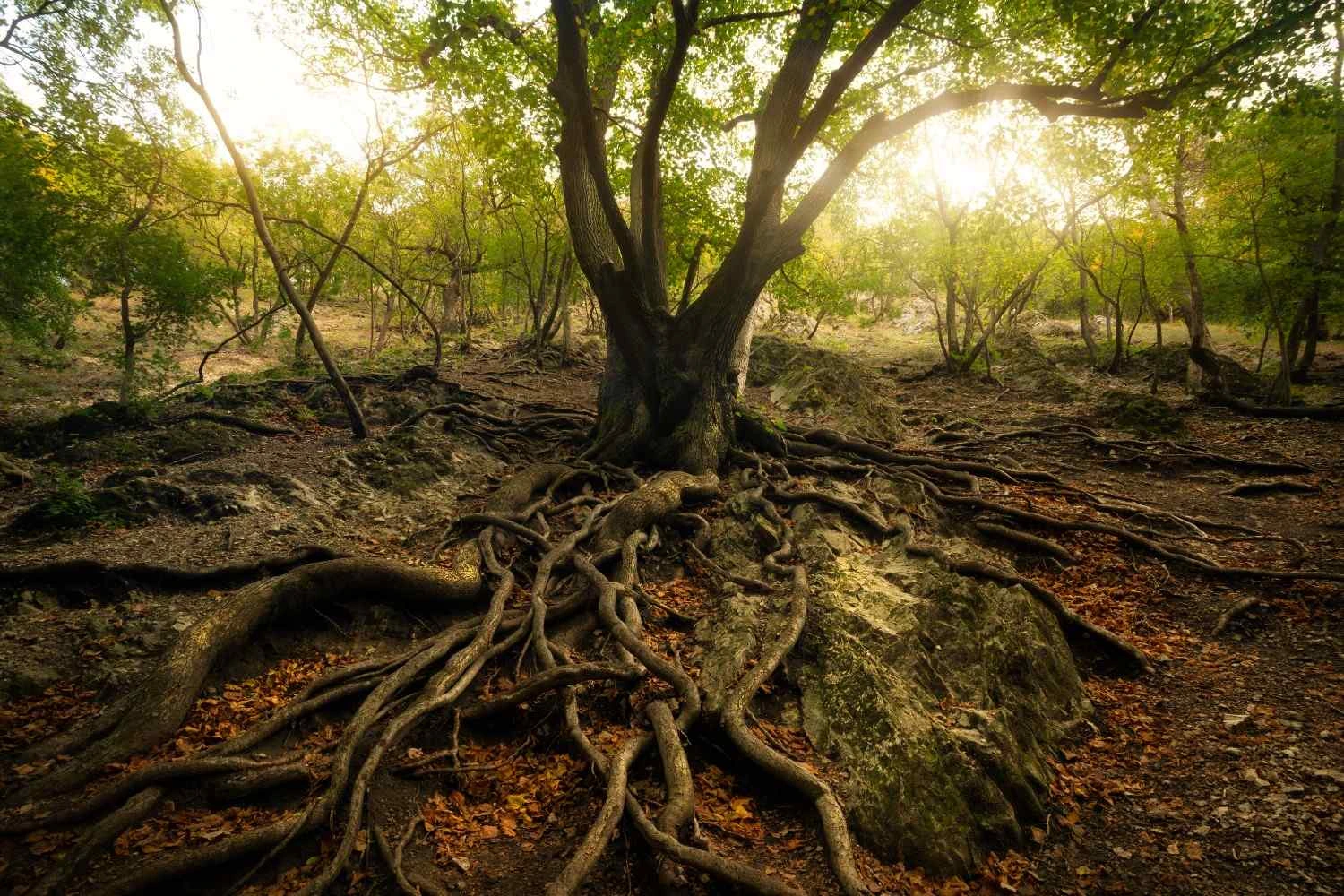 Rooted In Native Strength
